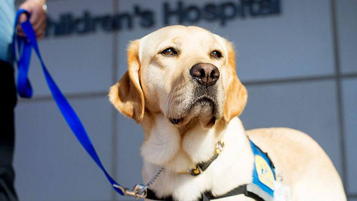 UCSF Service and Assistance Animal Policy