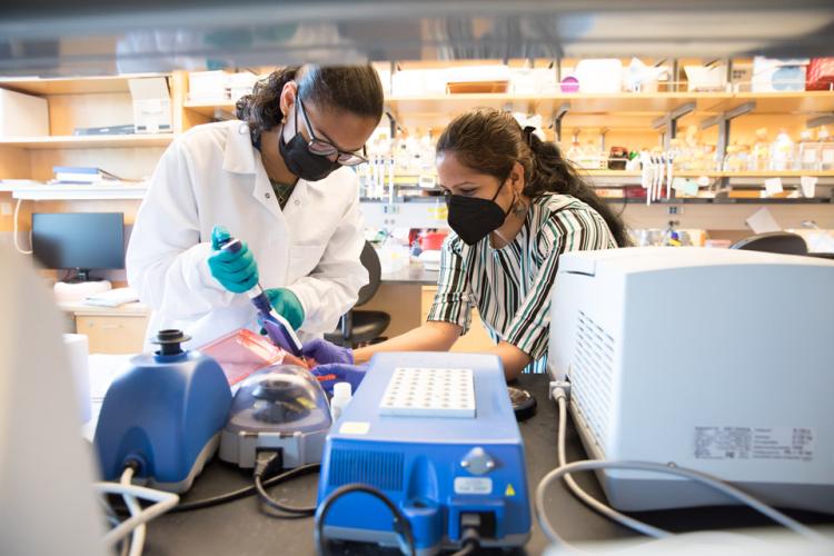 Sally Ume-Ukeje and her lab mentor, Veriama Pereira, PhD, a postdoctoral research fellow in the Gordan lab at UCSF, go through a step of their research project.